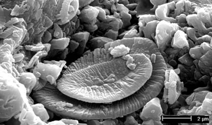 microfossile craie
