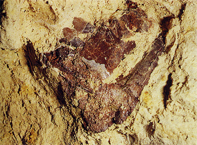 mâchoire fossile lophiodon herblay